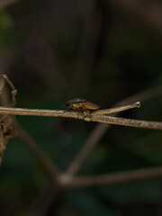 Stomorhina lunata is a species of fly in the family Rhiniidae.
