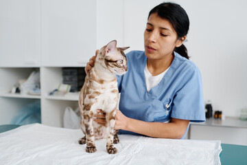 Horizontal medium shot of young adult Hispanic female veterinarian palpating bengal cat during...