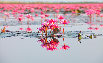 Ban Bua Daeng,Nonghan  Udon Thani , picture of beautiful lotus flower field at the red lotus Panorama View. - 513665098