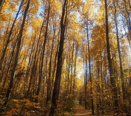 Obraz premium Forest trees in autumn, fallen leaves. Lovely autumn background. Autumn forest path. Path in the autumn forest. Autumn forest landscape