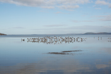 Large flock of Seagulls in flight