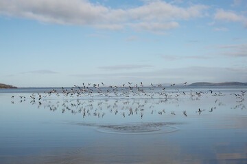 Large flock of Seagulls in flight