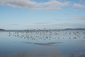 Large flock of Seagulls in flight