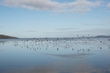 Large flock of Seagulls in flight