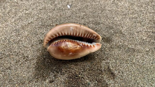 Sea shell with dripping water on the beautiful texture on the sand of the beach background