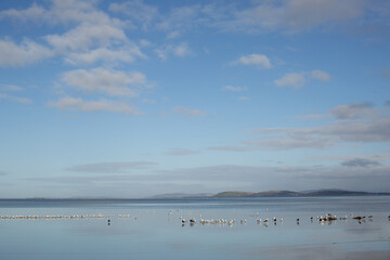 Seagulls and a few Pied Oystercatcher birds on the sand in very shallow water at low tide at Mortimers Bay