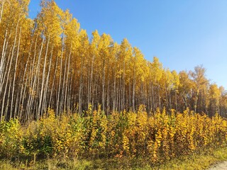 Fototapeta premium Forest trees in autumn and blue sky. Autumn forest landscape
