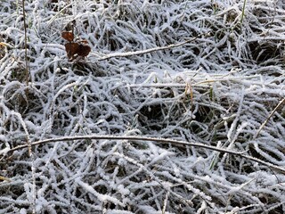 frost on branches.