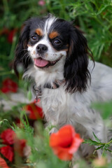 Cavalier King Charles Spaniel dog among red poppies in spring