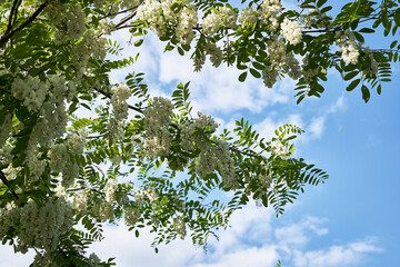acacia branches blooming in white clusters against a blue sky