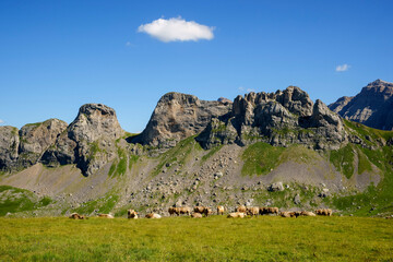 Pastos de montaña. canal de Izas.Pirineos.Huesca.Cordillera pirenaica.España.