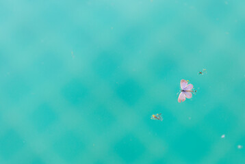 Butter fly and small insect floating in swimming pool water, dirt on water surface