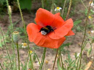 red poppy flower and bumblebee