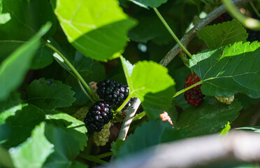 Mulberry fruits on mulberry tree branches