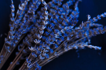 Bouquet of violet dried flowers of lavender botanical background