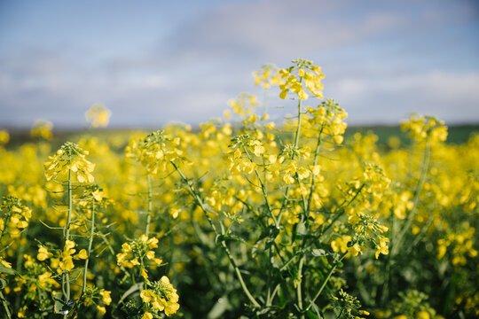 Canola crop at full flower in the Wheatbelt of Western Australia