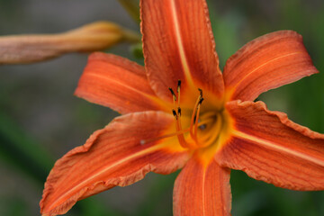 Close-Up Of Orange Day Lily