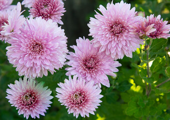Lilac flowers of the Korean chrysanthemum (Latin Chrysanthemum koreanum) on a background of green leaves, close-up.