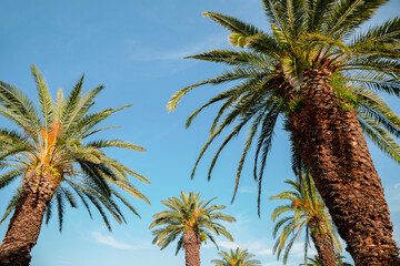Fototapeta na wymiar Palm trees at Riva street in Split, Croatia
