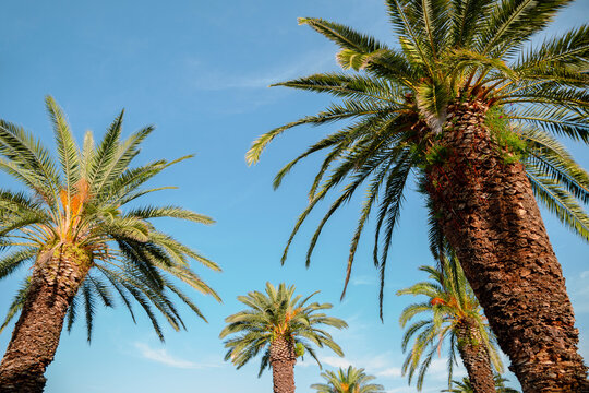Palm trees at Riva street in Split, Croatia