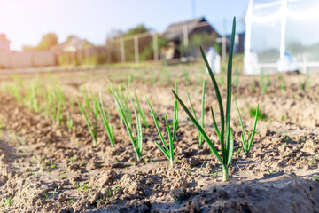 Stalks of green onions fresh on a bed in the garden evening sun
