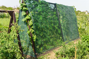 vegetable garden - growing cucumbers and other vegetables in the household, a protective grid against excessive sunlight