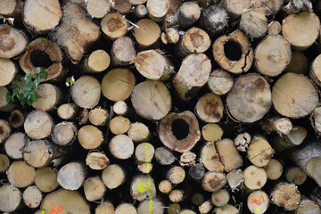 holz brennholz natur hjaufen scheite kaminholz energieträger feuerholz feuer  kaminholz raummeter