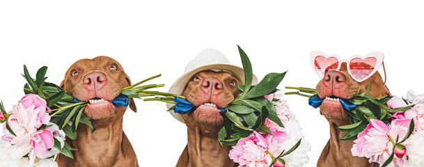 Lovable, pretty brown puppy and bright flowers. Closeup, indoors. Studio shot. Congratulations for family, relatives, loved ones, friends and colleagues. Pets care concept