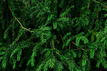 Fototapeta na wymiar Evergreen pine tree natural wallpaper and background copy space