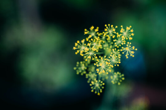 Close up of a plant with blurred background
