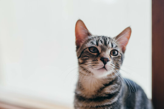 Tabby kitten by the window