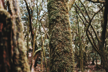 Close up of trunk in deep wild natural forest with musk on it. Concept of environment and earth planet protection in natural outdoors national park. Green ambient and woods