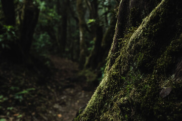 Dark Close up of trunk with green musk and trekking path in background. Concept of natural outdoors park and virgin nature. Wild woods. Forest and environment. Save the planet, beauty trees