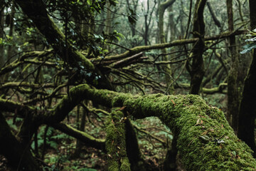 Close up of green trunk trees with musk in a deep wild forest background. Scenic nature outdoors park landscape. Adventure and explore scenery place. Nature and planet earth.