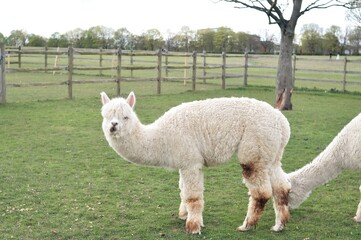 White curly lama grazing on the farm in spring . High quality photo