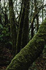 Deep forest with green trees and trunks with musk. Nature outdoors park Wild woods with fog and creepy atmosphere. Concept of save the world and earth's day scenic place