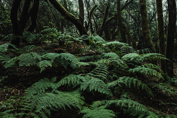 Close up of big leaves in the green woods and forest in background. Nature outdoors wild scenic place. Dark and shadow landscape. Concept of environment and planet earth. Stop deforestation. Creepy