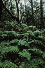 Fototapeta premium Close up of big leaves in the green woods and forest in background. Nature outdoors wild scenic place. Dark and shadow landscape. Concept of environment and planet earth. Stop deforestation. Creepy
