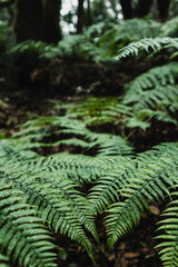 Tropical leaf in the forest. Close up of big leaves in the deep and dark woods. Concept of wild nature outdoors. Natural scenic landscape. Save the planet and stop deforestaion. Love for nature