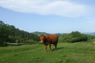 Vache limousine marron à cornes sur les hauteurs de montagnes