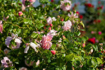 bush of pink roses in the garden background