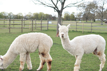 White curly lama grazing on the farm in spring . High quality photo