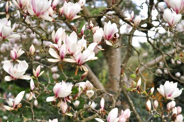 Obraz premium Close up of magnolia tree flowers background. Blooming branches of tree in spring .