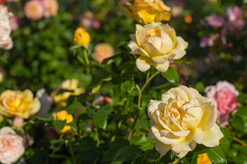 bush of yellow roses in the garden background