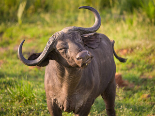 An African buffalo in Murchison Falls National Park