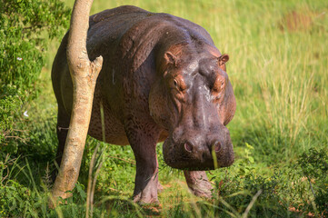 Portrait of a hippo eating on land