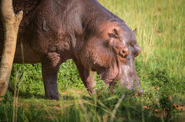 Portrait of a hippo eating on land