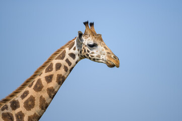 A giraffe in Murchison Falls National Park