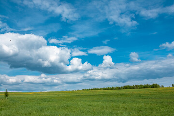 Summer green field with blue sky. Photo on the topic summer, nature.