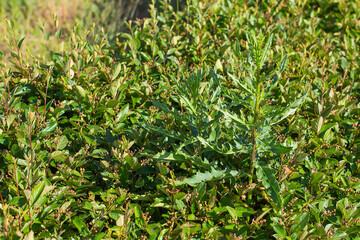 flower bed to be weeded